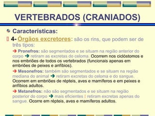 VERTEBRADOS (CRANIADOS) 
Características: 
 4- Órgãos excretores: são os rins, que podem ser de 
três tipos: 
 Pronefros: são segmentados e se situam na região anterior do 
corpo  retiram as excretas do celoma. Ocorrem nos ciclóstomos e 
nos embriões de todos os vertebrados (funcionais apenas em 
embriões de peixes e anfíbios). 
 Mesonefros: também são segmentados e se situam na região 
mediana do animal  retiram excretas do celoma e do sangue. 
Ocorrem em embriões de répteis, aves e mamíferos e em peixes e 
anfíbios adultos. 
 Metanefros: não são segmentados e se situam na região 
posterior do corpo  mais eficientes  retiram excretas apenas do 
sangue. Ocorre em répteis, aves e mamíferos adultos. 
 