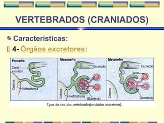 VERTEBRADOS (CRANIADOS) 
Características: 
 4- Órgãos excretores: 
 