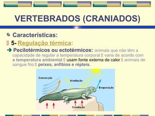 VERTEBRADOS (CRANIADOS) 
Características: 
 5- Regulação térmica: 
 Pecilotérmicos ou ectotérmicos: animais que não têm a 
capacidade de regular a temperatura corporal  varia de acordo com 
a temperatura ambiental  usam fonte externa de calor  animais de 
sangue frio  peixes, anfíbios e répteis. 
 