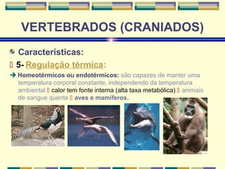 VERTEBRADOS (CRANIADOS) 
Características: 
 5- Regulação térmica: 
 Homeotérmicos ou endotérmicos: são capazes de manter uma 
temperatura corporal constante, independendo da temperatura 
ambiental  calor tem fonte interna (alta taxa metabólica)  animais 
de sangue quente  aves e mamíferos. 
 