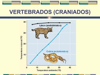 VERTEBRADOS (CRANIADOS) 
 