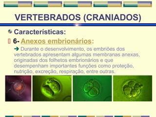 VERTEBRADOS (CRANIADOS) 
Características: 
 6- Anexos embrionários: 
 Durante o desenvolvimento, os embriões dos 
vertebrados apresentam algumas membranas anexas, 
originadas dos folhetos embrionários e que 
desempenham importantes funções como proteção, 
nutrição, excreção, respiração, entre outras. 
 