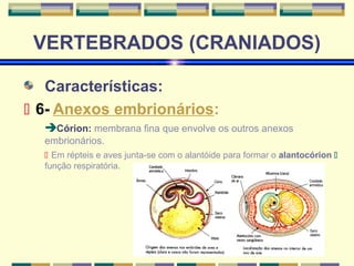 VERTEBRADOS (CRANIADOS) 
Características: 
 6- Anexos embrionários: 
Córion: membrana fina que envolve os outros anexos 
embrionários. 
 Em répteis e aves junta-se com o alantóide para formar o alantocórion  
função respiratória. 
 