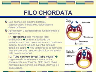 FILO CHORDATA 
São animais de simetria bilateral, 
segmentados, triblásticos, celomados e 
deuterostômios. 
Apresentam 3 características fundamentais e 
exclusivas: 
 1- Notocorda pelo menos na fase 
embrionária  estrutura derivada do 
mesoderma e que corresponde a um bastonete 
maciço, flexível, situado na linha mediana 
dorsal do corpo  nos vertebrados se forma na 
fase embrionária, sendo substituída, no adulto, 
pela coluna vertebral. 
 2- Tubo nervoso dorsal (tubo neural)  
origina-se da ectoderme e acompanha 
dorsalmente a notocorda. Dele saem fibras 
nervosas que inervam os órgãos internos e a 
musculatura. 
 
