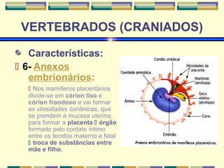 VERTEBRADOS (CRANIADOS) 
Características: 
 6- Anexos 
embrionários: 
 Nos mamíferos placentários 
divide-se em córion liso e 
córion frondoso e vai formar 
as vilosidades coriônicas, que 
se prendem à mucosa uterina, 
para formar a placenta  órgão 
formado pelo contato íntimo 
entre os tecidos materno e fetal 
 troca de substâncias entre 
mãe e filho. 
 