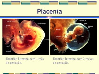 Placenta 
Embrião humano com 1 mês 
de gestação. 
Embrião humano com 2 meses 
de gestação. 
 