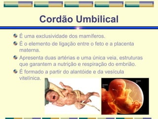 Cordão Umbilical 
É uma exclusividade dos mamíferos. 
É o elemento de ligação entre o feto e a placenta 
materna. 
Apresenta duas artérias e uma única veia, estruturas 
que garantem a nutrição e respiração do embrião. 
É formado a partir do alantóide e da vesícula 
vitelínica. 
 
