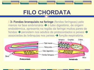 FILO CHORDATA 
 3- Fendas branquiais na faringe (fendas faríngeas) pelo 
menos na fase embrionária  o tubo digestório, de origem 
endodérmica, apresenta na região da faringe muitos pares de 
fendas  persistem nos adultos de protocordados e peixes  
associadas às brânquias nos peixes  função respiratória. 
 
