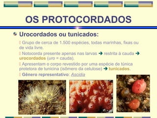 OS PROTOCORDADOS 
Urocordados ou tunicados: 
 Grupo de cerca de 1.500 espécies, todas marinhas, fixas ou 
de vida livre. 
 Notocorda presente apenas nas larvas  restrita à cauda  
urocordados (uro = cauda). 
 Apresentam o corpo revestido por uma espécie de túnica 
protetora de tunicina (isômero da celulose)  tunicados. 
 Gênero representativo: Ascidia 
 