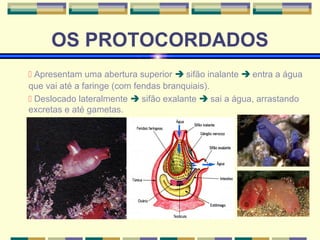 OS PROTOCORDADOS 
 Apresentam uma abertura superior  sifão inalante  entra a água 
que vai até a faringe (com fendas branquiais). 
 Deslocado lateralmente  sifão exalante  sai a água, arrastando 
excretas e até gametas. 
 