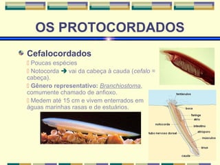 OS PROTOCORDADOS 
Cefalocordados 
 Poucas espécies 
 Notocorda  vai da cabeça à cauda (cefalo = 
cabeça). 
 Gênero representativo: Branchiostoma, 
comumente chamado de anfioxo. 
 Medem até 15 cm e vivem enterrados em 
águas marinhas rasas e de estuários. 
 