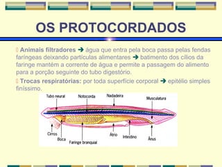 OS PROTOCORDADOS 
 Animais filtradores  água que entra pela boca passa pelas fendas 
faríngeas deixando partículas alimentares  batimento dos cílios da 
faringe mantém a corrente de água e permite a passagem do alimento 
para a porção seguinte do tubo digestório. 
 Trocas respiratórias: por toda superfície corporal  epitélio simples 
finíssimo. 
 