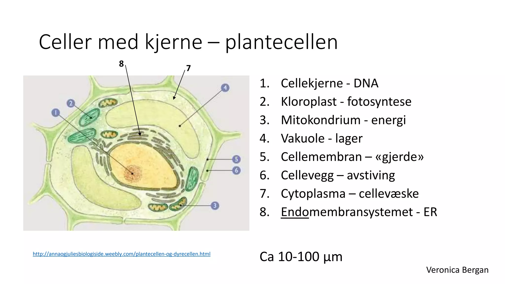 1 celler og arv - Introduksjon til kap 1 i Tellus 10, Aschehoug | PPTX, image size:2048x1152