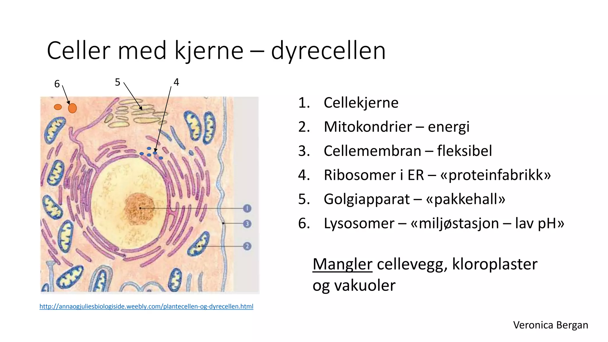1 celler og arv - Introduksjon til kap 1 i Tellus 10, Aschehoug | PPTX, image size:2048x1152