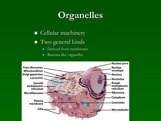 Organelles
 Cellular machinery
 Two general kinds
 Derived from membranes
 Bacteria-like organelles
 