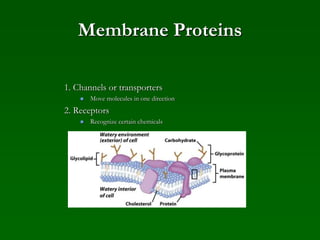 Membrane Proteins
1. Channels or transporters
 Move molecules in one direction
2. Receptors
 Recognize certain chemicals
 