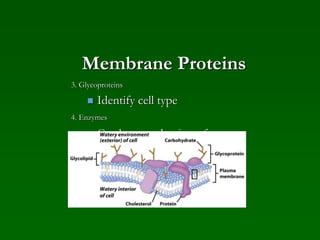 Membrane Proteins
3. Glycoproteins
 Identify cell type
4. Enzymes
 Catalyze production of
substances
 