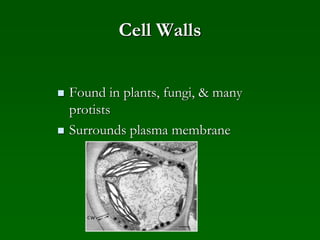 Cell Walls
 Found in plants, fungi, & many
protists
 Surrounds plasma membrane
 