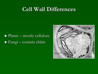 Cell Wall Differences
 Plants – mostly cellulose
 Fungi – contain chitin
 