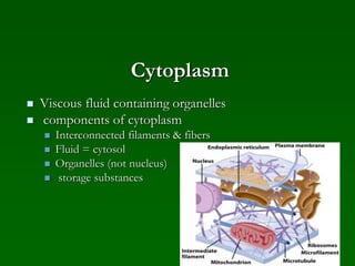 Cytoplasm
 Viscous fluid containing organelles
 components of cytoplasm
 Interconnected filaments & fibers
 Fluid = cytosol
 Organelles (not nucleus)
 storage substances
 