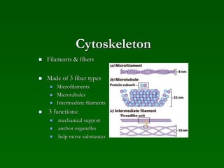 Cytoskeleton
 Filaments & fibers
 Made of 3 fiber types
 Microfilaments
 Microtubules
 Intermediate filaments
 3 functions:
 mechanical support
 anchor organelles
 help move substances
 