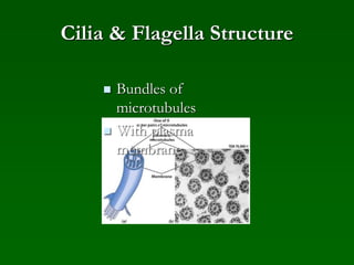 Cilia & Flagella Structure
 Bundles of
microtubules
 With plasma
membrane
 