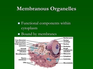 Membranous Organelles
 Functional components within
cytoplasm
 Bound by membranes
 