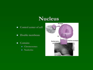 Nucleus
 Control center of cell
 Double membrane
 Contains
 Chromosomes
 Nucleolus
 