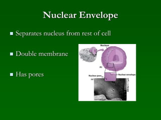 Nuclear Envelope
 Separates nucleus from rest of cell
 Double membrane
 Has pores
 