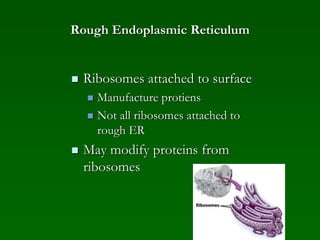 Rough Endoplasmic Reticulum
 Ribosomes attached to surface
 Manufacture protiens
 Not all ribosomes attached to
rough ER
 May modify proteins from
ribosomes
 