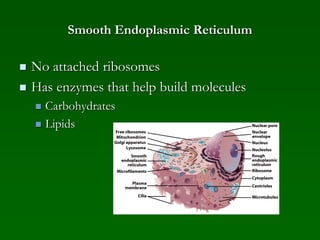 Smooth Endoplasmic Reticulum
 No attached ribosomes
 Has enzymes that help build molecules
 Carbohydrates
 Lipids
 