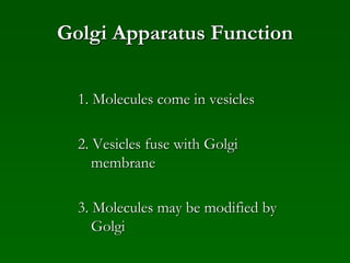 Golgi Apparatus Function
1. Molecules come in vesicles
2. Vesicles fuse with Golgi
membrane
3. Molecules may be modified by
Golgi
 