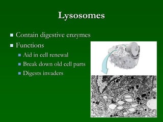 Lysosomes
 Contain digestive enzymes
 Functions
 Aid in cell renewal
 Break down old cell parts
 Digests invaders
 