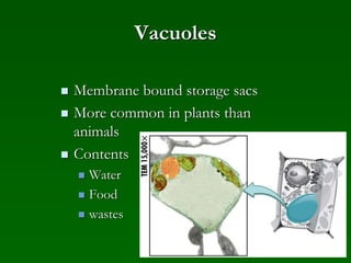 Vacuoles
 Membrane bound storage sacs
 More common in plants than
animals
 Contents
 Water
 Food
 wastes
 
