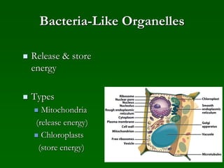 Bacteria-Like Organelles
 Release & store
energy
 Types
 Mitochondria
(release energy)
 Chloroplasts
(store energy)
 