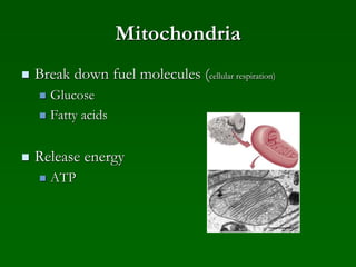 Mitochondria
 Break down fuel molecules (cellular respiration)
 Glucose
 Fatty acids
 Release energy
 ATP
 
