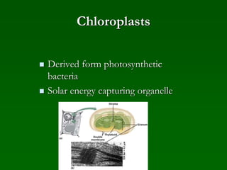 Chloroplasts
 Derived form photosynthetic
bacteria
 Solar energy capturing organelle
 