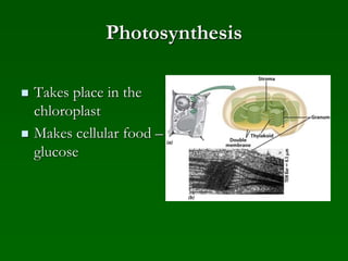 Photosynthesis
 Takes place in the
chloroplast
 Makes cellular food –
glucose
 