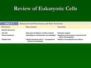 Review of Eukaryotic Cells
 
