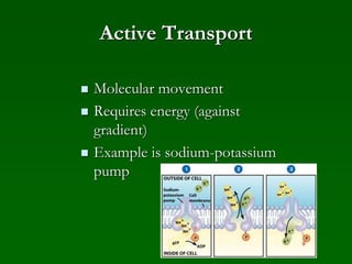 Active Transport
 Molecular movement
 Requires energy (against
gradient)
 Example is sodium-potassium
pump
 