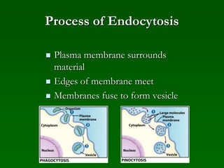 Process of Endocytosis
 Plasma membrane surrounds
material
 Edges of membrane meet
 Membranes fuse to form vesicle
 
