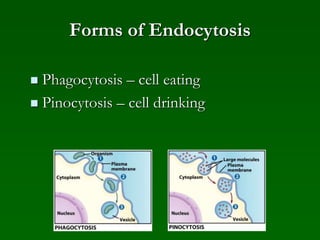 Forms of Endocytosis
 Phagocytosis – cell eating
 Pinocytosis – cell drinking
 