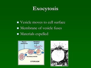 Exocytosis
 Vesicle moves to cell surface
 Membrane of vesicle fuses
 Materials expelled
 
