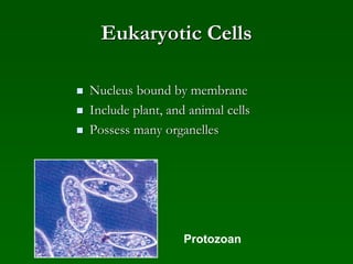 Eukaryotic Cells
 Nucleus bound by membrane
 Include plant, and animal cells
 Possess many organelles
Protozoan
 