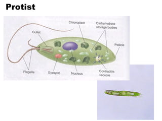 Cell Theory & Membranes | PPT