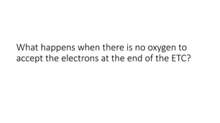 What happens when there is no oxygen to
accept the electrons at the end of the ETC?
 