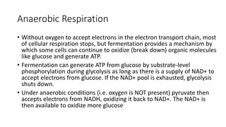 Anaerobic Respiration
• Without oxygen to accept electrons in the electron transport chain, most
of cellular respiration stops, but fermentation provides a mechanism by
which some cells can continue to oxidize (break down) organic molecules
like glucose and generate ATP.
• Fermentation can generate ATP from glucose by substrate-level
phosphorylation during glycolysis as long as there is a supply of NAD+ to
accept electrons from glucose. If the NAD+ pool is exhausted, glycolysis
shuts down.
• Under anaerobic conditions (i.e. oxygen is NOT present) pyruvate then
accepts electrons from NADH, oxidizing it back to NAD+. The NAD+ is
then available to oxidize more glucose
 