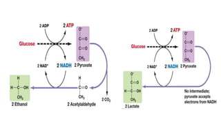 1 cellular respiration