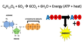 C6H12O6 + 6O2  6CO2 + 6H2O + Energy (ATP + heat)
 