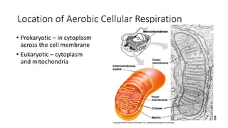 Location of Aerobic Cellular Respiration
• Prokaryotic – in cytoplasm
across the cell membrane
• Eukaryotic – cytoplasm
and mitochondria
 
